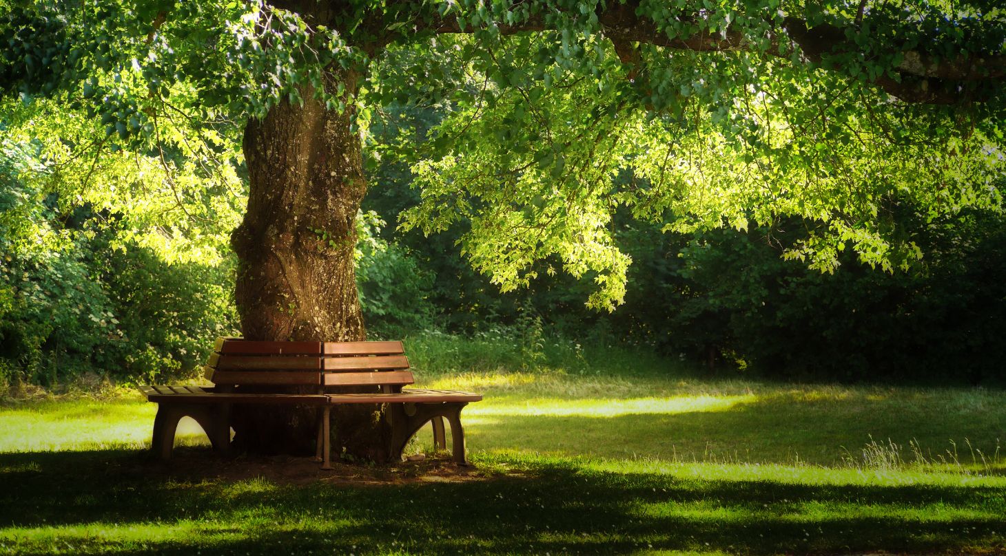 Foto eines Baumes mit lichtgrüner, großer Krone in einem Park, um dessen Stamm herum sich Sitzbänke aus Holz schmiegen