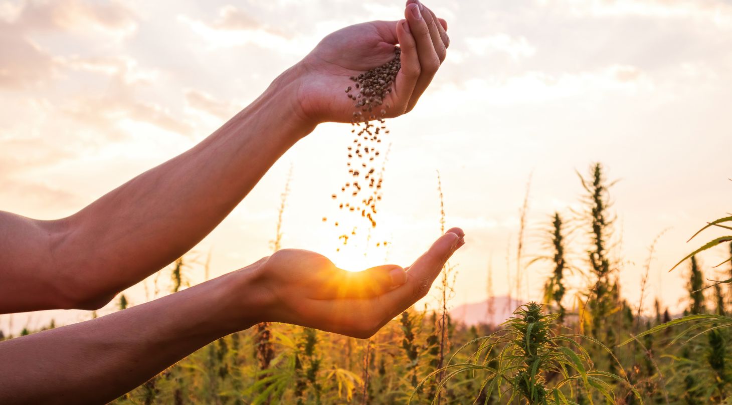 Foto von Saatgut, dass von einer in die andere Hand rieselt vor einem Feldhintergrund mit Sonnenaufgang